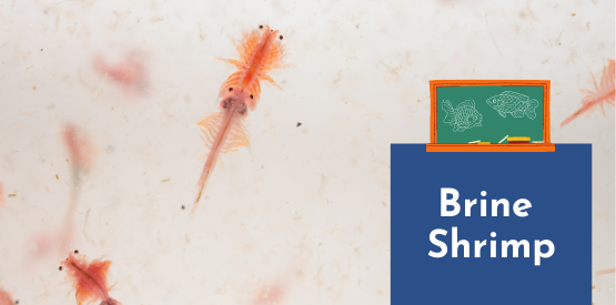 Fish Learning Fridays | Brine Shrimp