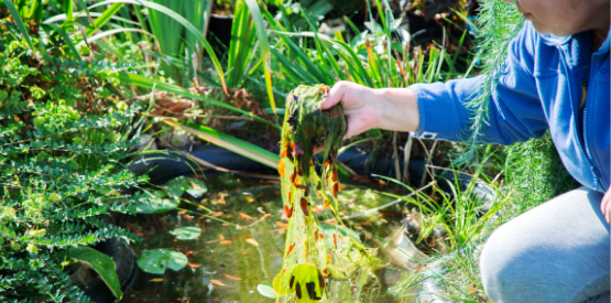 Controlling Algae in Your Pond