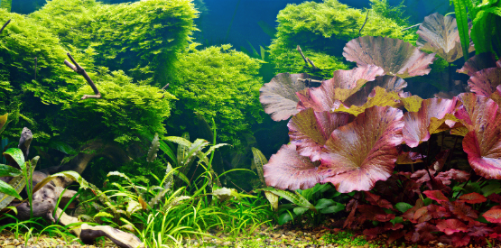 Caring for Live Aquarium Plants