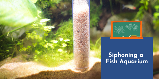 Fish Learning Fridays | Siphoning a fish aquarium