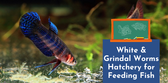 Fish Learning Fridays | White & Grindal Worms Hatchery