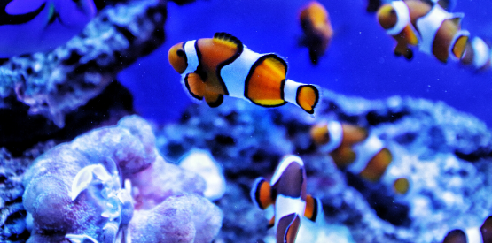 Tips You Need to Know About Keeping a Marine Aquarium