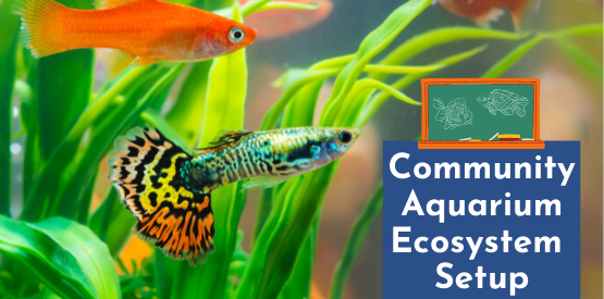 Fish Learning Fridays | Community Aquarium Ecosystem Setup