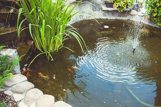 Tips for Your Perfect Pond