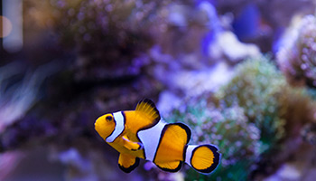 aquarium thumbnail