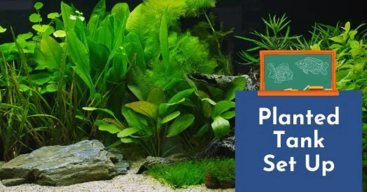 Fish Learning Fridays | Planted Tank Set Up | API Fishcare