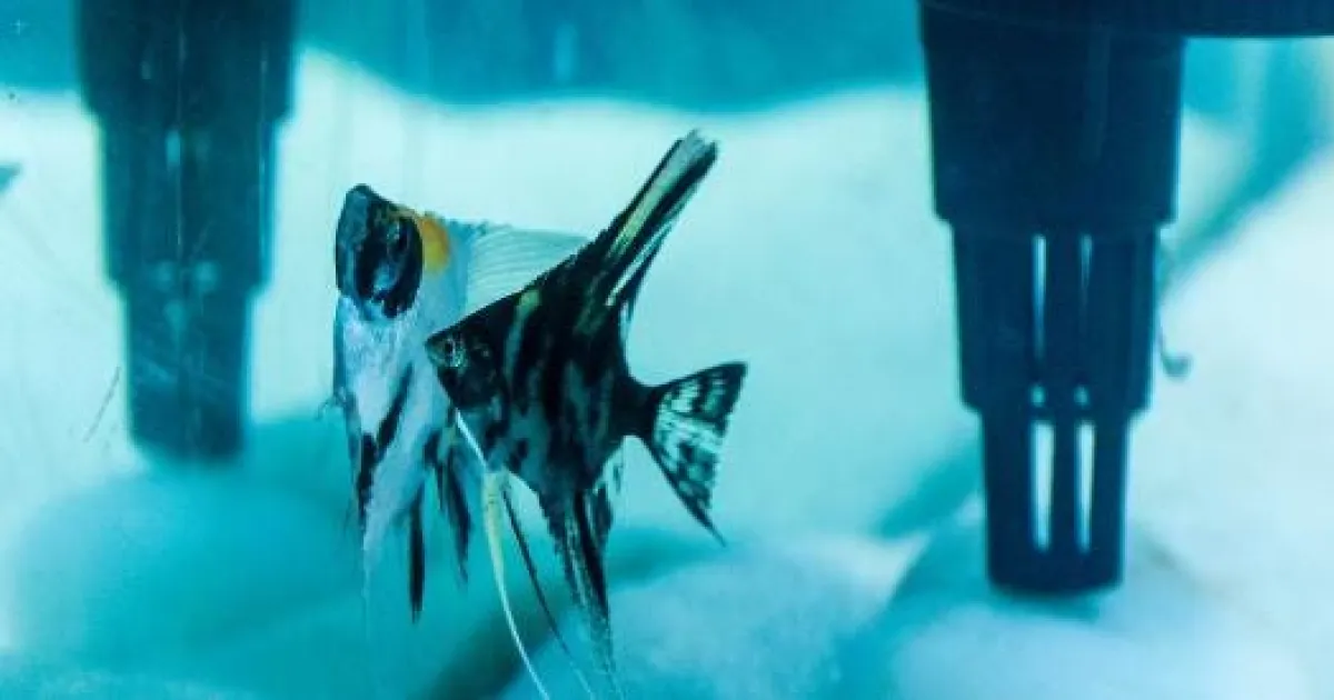 Filtration for Your Aquarium | API Fishcare