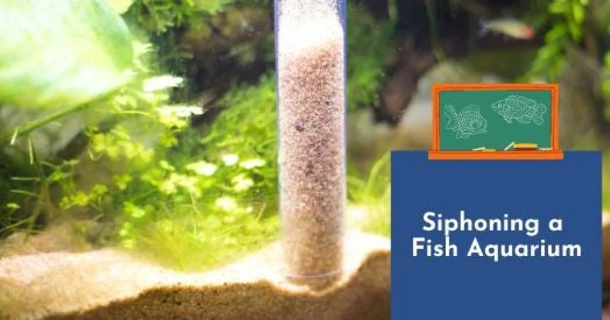 Fish Learning Fridays | Siphoning a fish aquarium | API Fishcare